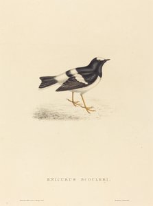 Enicurus Scouleri (malý vidlochvost)