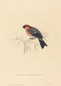 Pyrrhula Erythrocephala (hýl zrzavý)