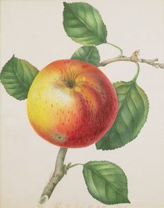 Jablko, cca 1835 (wc) od Elizabeth Jane Hill
