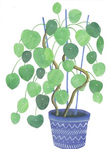 Rostlina Pilea, 2017 (akvarel a koláž)