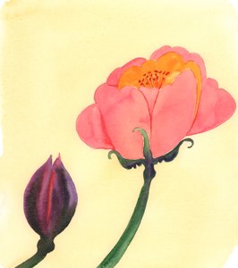  od Elizabeth Wang