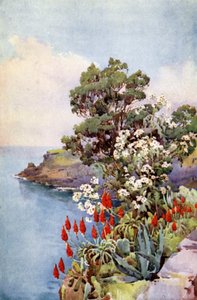 Aloe a Daisy Tree (barva litho) od Ella Du Cane