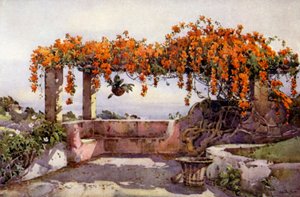 Bignonia Venusta (barva litho) od Ella Du Cane