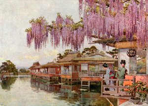 Wistaria, Nagaoka (barevná litografie) od Ella Du Cane