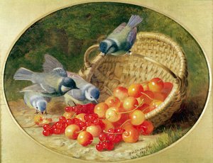 Bluetits klování v třešních, 1897 od Eloise Harriet Stannard