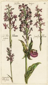 Různé odrůdy evropských orchidejí, střevíčník pantoflíček, Cypripedium calceolus od Emanuel Sweert