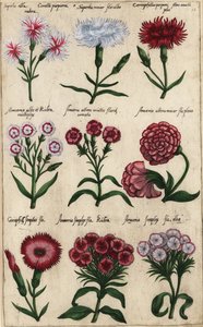 Různé odrůdy karafiátu, Dianthus caryophyllus od Emanuel Sweert