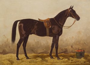 E.Volkers, Gesattelter Rappe