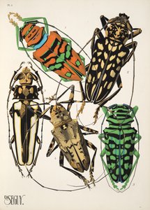 Talíř 4 z Insectes, hospoda. 30. léta (pochoir print) od Émile Allain Séguy