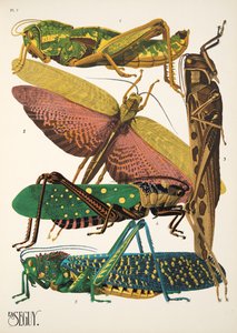 Talíř 7 z Insectes, hospoda. 30. léta (pochoir print) od Émile Allain Séguy