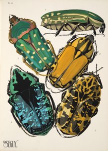 Talíř 12 z Insectes, hospoda. 30. léta (pochoir print) od Émile Allain Séguy