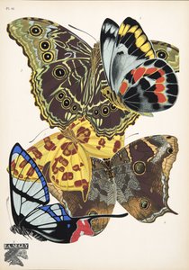 Talíř 15, z Motýlů, hospoda. 1925 (tisk šablony)