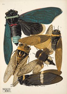 Talíř 1 z Insectes, hospoda. 30. léta (pochoir print) od Émile Allain Séguy