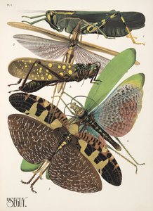 Talíř 8 z Insectes, hospoda. 30. léta (pochoir print) od Émile Allain Séguy