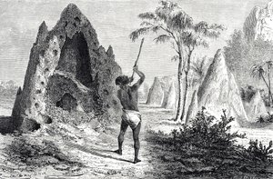 Sítě bílých mravenců, termiti (rytina) od Emile Antoine Bayard