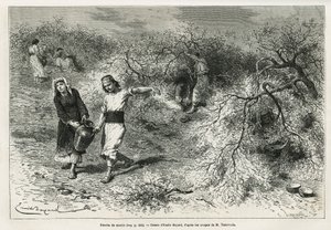 Sbírka tmelu, bílé pryskyřice lentis, v letní sezóně, je základem výroby anýzové pálenky, kresba Emile Bayard, pro ilustraci příběhu „Ostrov Chio“ (východní Turecko), v roce 1877, od Dr. A. Testevuide. Gravírování v Le od Emile Antoine Bayard