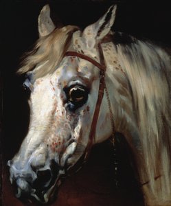 Hlava arabského koně, asi 1840-50 (olej na plátně) od Emile Jean Horace Vernet