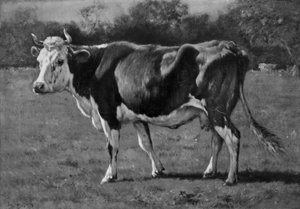 Studie krávy