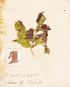 Caterpillar zmačkaný list..., konec 19.-začátek 20. století.