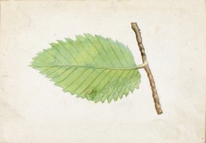 Caterpillar zubatých listů..., konec 19.-začátek 20. století.