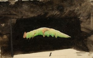 Větší housenka skvrnitá Beach Leaf Edge..., konec 19.-začátek 20. století.