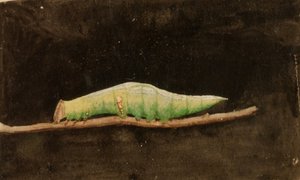 Větší housenka skvrnitá Beach Leaf Edge..., konec 19.-začátek 20. století.