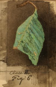 Menší housenka skvrnitá Beach Leaf Edge..., konec 19.-začátek 20. století.