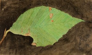 Menší housenka skvrnitá Beach Leaf Edge..., konec 19.-začátek 20. století.