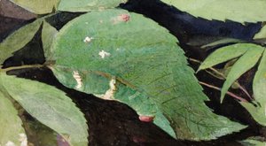 Housenka z bílé břízy Leaf Edge..., konec 19.-začátek 20. století.