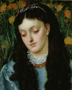 Krásný Wallflower