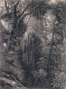 Pohled na soutěsku nad Apia, Upolu, Západní Samoa, 1877 (uhlí na papíře)