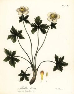 Americký globe květina nebo americká šíření globeflower, Trollius laxus od Endicott Endicott