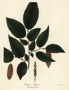 Chmel americký, Ostrya virginiana (chmel obecný, Ostrya virginica) od Endicott Endicott