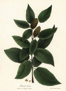 Bříza černá nebo bříza třešňová, Betula lenta od Endicott Endicott