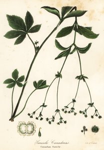 Kanadský Blacksnakeroot nebo Canadian Sanicle, Sanicula canadensis od Endicott Endicott