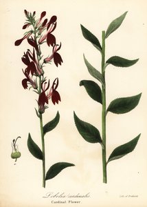 Kardinální květina, Lobelia cardinalis od Endicott Endicott