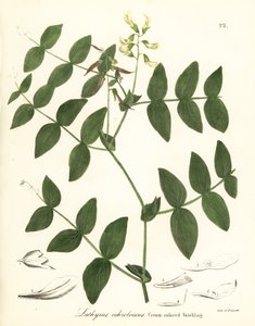 Hrachor smetanový nebo vikvička krémově zbarvená, Lathyrus ochroleucus od Endicott Endicott