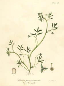 Falešná mořská panna, Floerkea proserpinakoides od Endicott Endicott