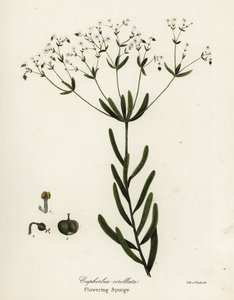 Kvetoucí pryšec, Euphorbia corollata od Endicott Endicott