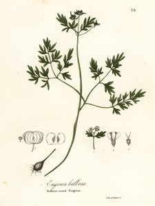Předzvěst jara, pepře a soli nebo erigenie cibulkokořenné, Erigenia bulbosa od Endicott Endicott