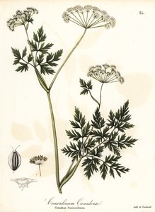 Hemlock-petržel od Endicott Endicott