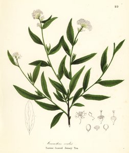 Jersey čaj, Ceanothus herbaceus (úzkolistý Jersey čaj, Ceanothus ovalis) od Endicott Endicott