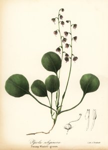 Zimnička jaterní, libavka bahenní nebo zimozel růžový, Pyrola asarifolia (zelená bahenní, Pyrola uliginosa) od Endicott Endicott