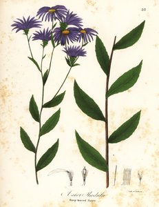 Nízká drsná hvězdnice nebo hrubá dřevěná hvězdnice, Eurybia radula (Astra rašplovitá, Aster radula) od Endicott Endicott