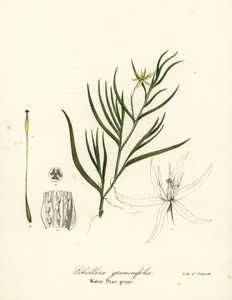 Jitrocel bahenní nebo vodní hyacint, Heteranthera dubia (vodní hvězdice, Schollera graminifolia) od Endicott Endicott