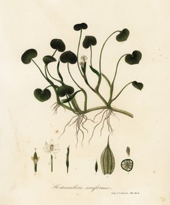 Jitrocel bahenní nebo vodní hyacint, Heteranthera reniformis