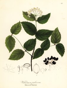Kalina pubescentní, kalina pubescens od Endicott Endicott