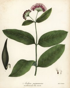 Mléko fialové nebo bource tmavokvěté, Asclepias purpurascens