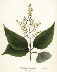 Richweed nebo uzlíkový kořen, Collinsonia canadensis