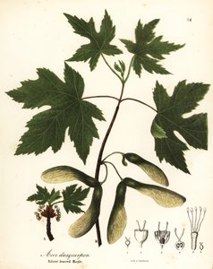 Javor stříbrný, Acer saccharinum (javor stříbrnolistý, Acer dasycarpum)